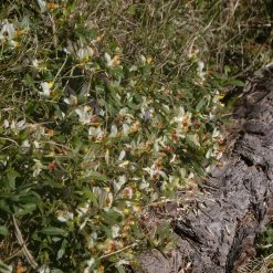 FuturePlanter Buchsblättrige Kreuzblume (Polygala Chamaebuxus) Alle Pflanzen Im Shop 14 FuturePlanter Buchsblättrige Kreuzblume (Polygala Chamaebuxus) Alle Pflanzen Im Shop