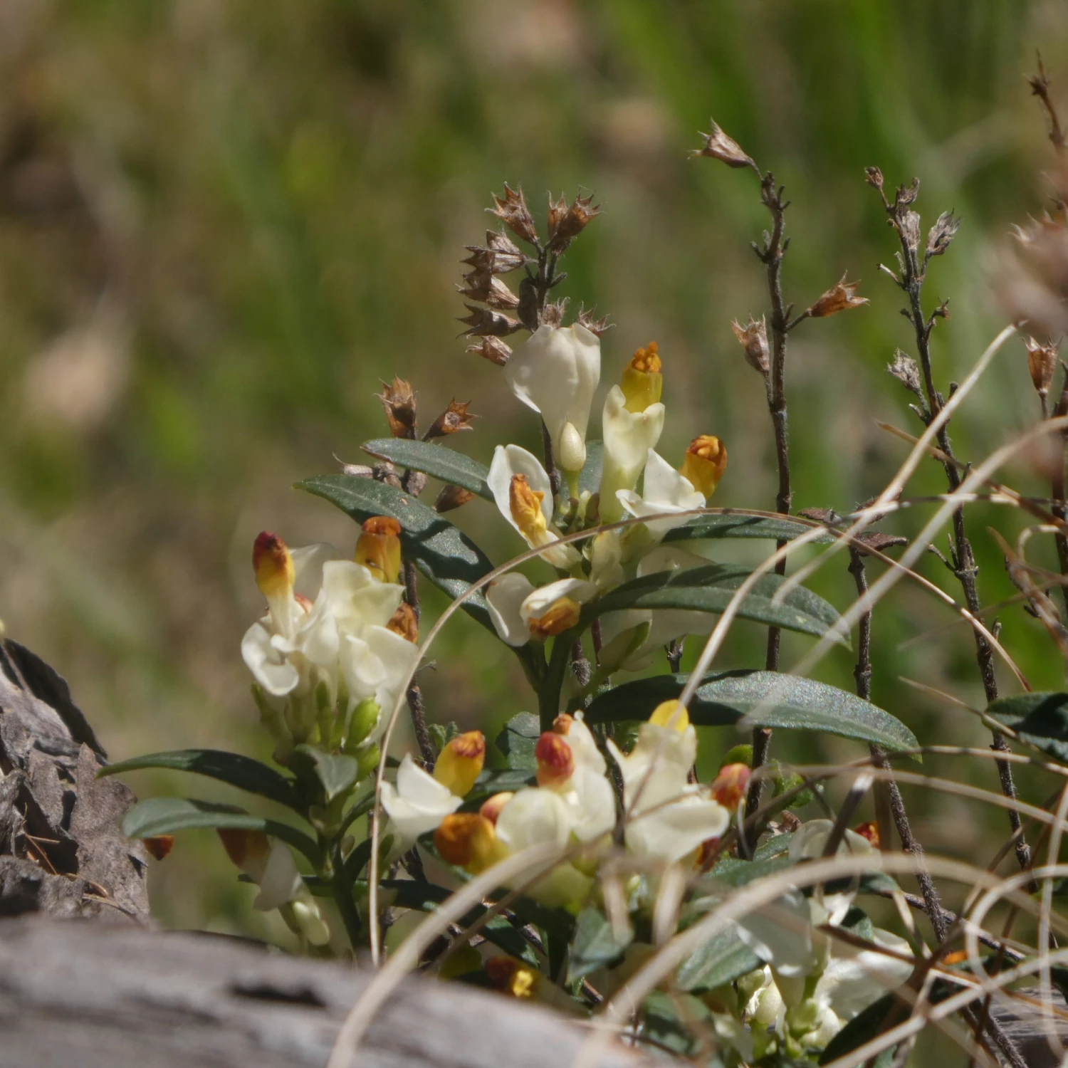 FuturePlanter Buchsblättrige Kreuzblume (Polygala Chamaebuxus) Alle Pflanzen Im Shop 2 FuturePlanter Buchsblättrige Kreuzblume (Polygala Chamaebuxus) Alle Pflanzen Im Shop