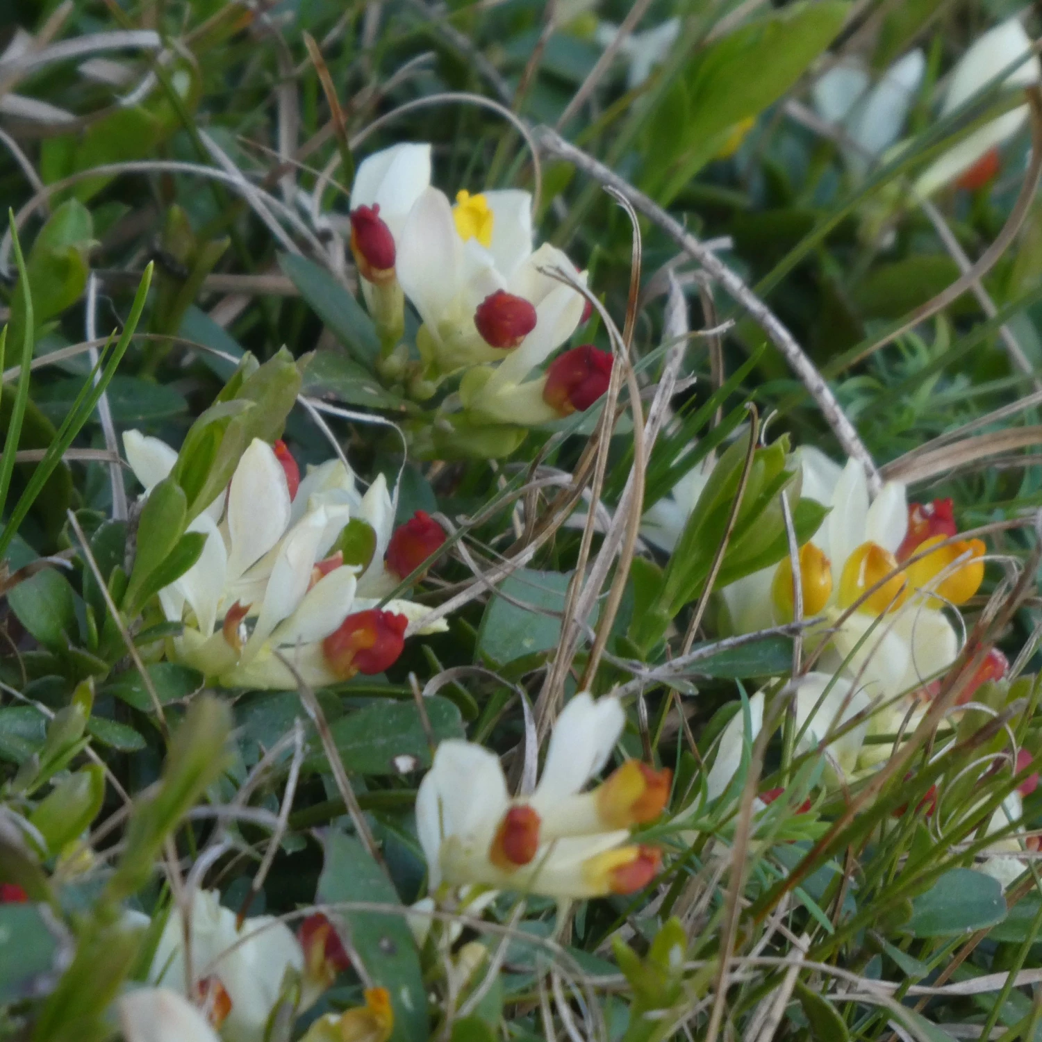 FuturePlanter Buchsblättrige Kreuzblume (Polygala Chamaebuxus) Alle Pflanzen Im Shop 1 FuturePlanter Buchsblättrige Kreuzblume (Polygala Chamaebuxus) Alle Pflanzen Im Shop
