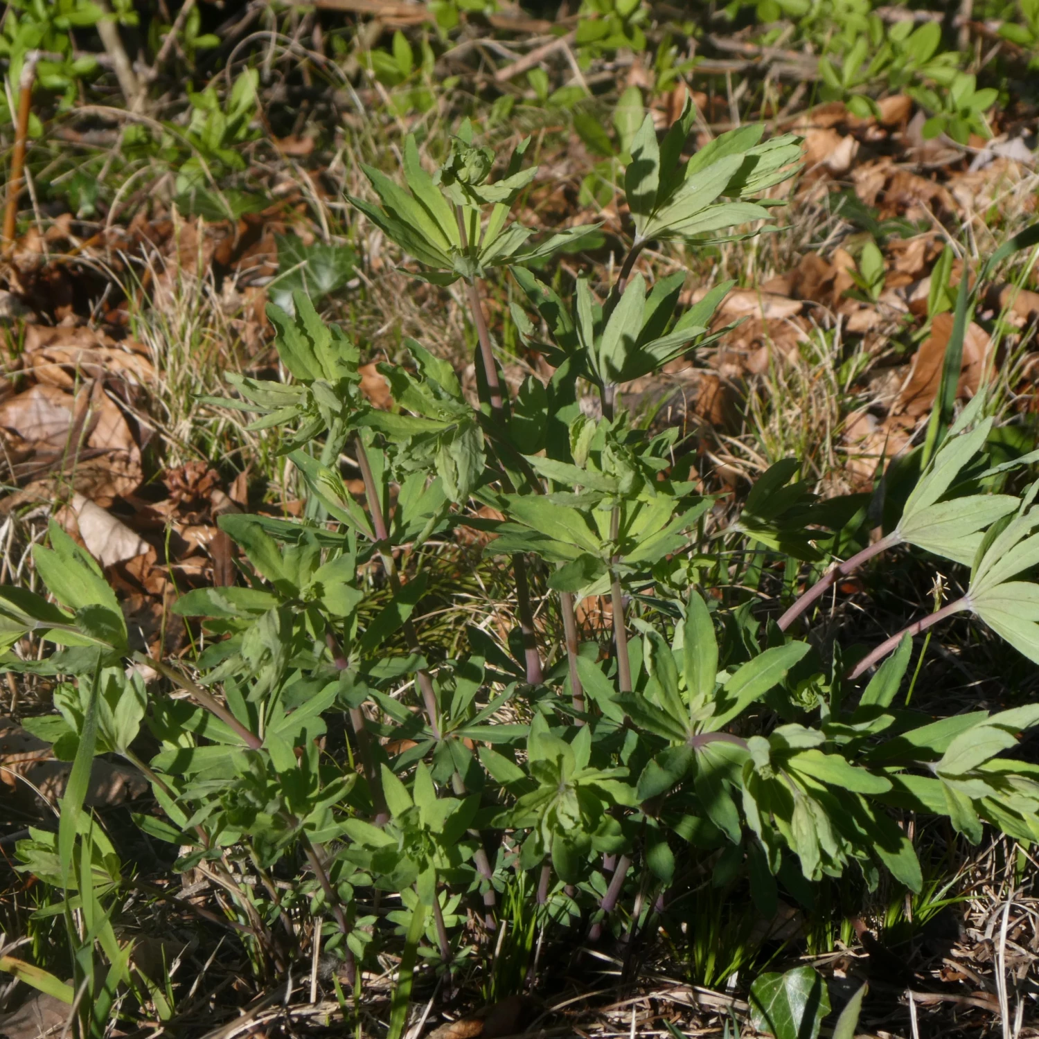 FuturePlanter Wald-Labkraut (Galium Sylvaticum) 5 FuturePlanter Wald-Labkraut (Galium Sylvaticum)