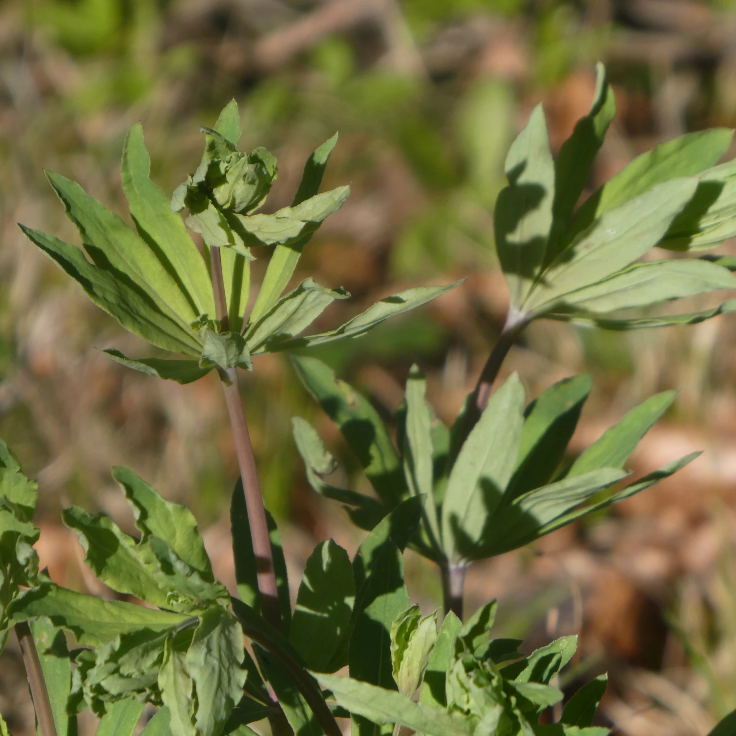 FuturePlanter Wald-Labkraut (Galium Sylvaticum) 3 FuturePlanter Wald-Labkraut (Galium Sylvaticum)