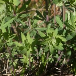FuturePlanter Wald-Labkraut (Galium Sylvaticum) 11 FuturePlanter Wald-Labkraut (Galium Sylvaticum)