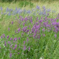 FuturePlanter Ähriger Ehrenpreis (Pseudolysimachion Spicatum)