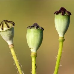FuturePlanter Klatschmohn (Papaver Rhoeas)
