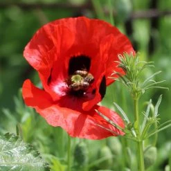 FuturePlanter Klatschmohn (Papaver Rhoeas)