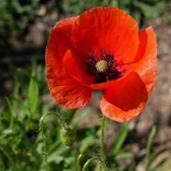 FuturePlanter Klatschmohn (Papaver Rhoeas)