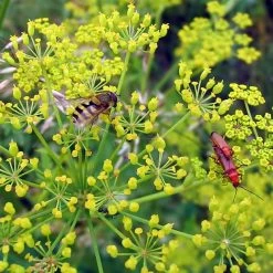 FuturePlanter Pastinak (Pastinaca Sativa) 12 FuturePlanter Pastinak (Pastinaca Sativa)