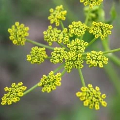 FuturePlanter Pastinak (Pastinaca Sativa) 11 FuturePlanter Pastinak (Pastinaca Sativa)