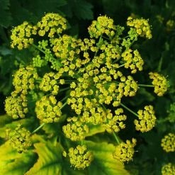 FuturePlanter Pastinak (Pastinaca Sativa) 13 FuturePlanter Pastinak (Pastinaca Sativa)