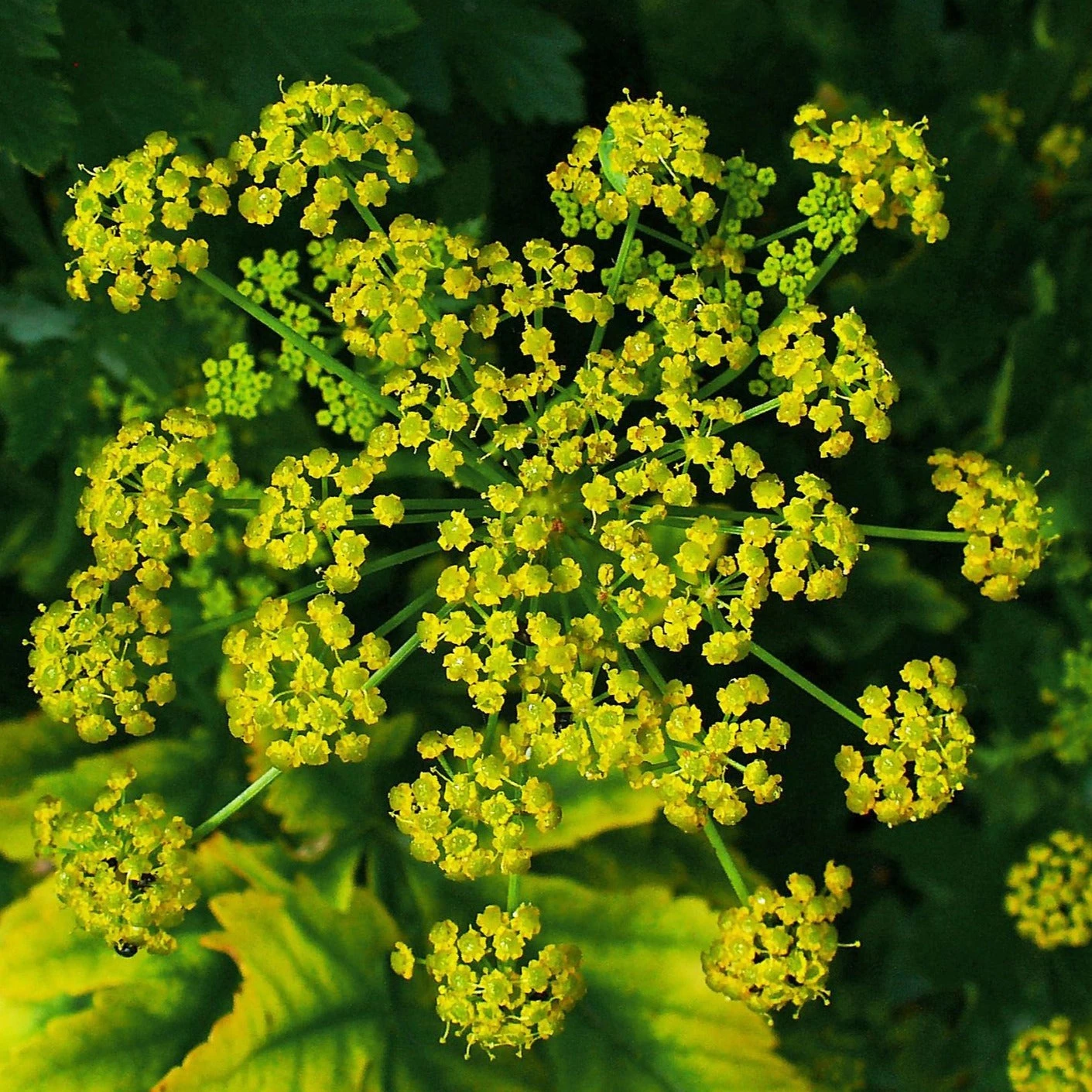 FuturePlanter Pastinak (Pastinaca Sativa) 6 FuturePlanter Pastinak (Pastinaca Sativa)