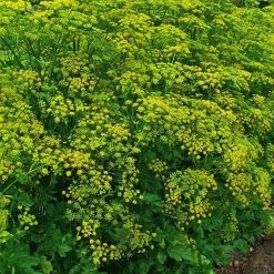 FuturePlanter Pastinak (Pastinaca Sativa) 15 FuturePlanter Pastinak (Pastinaca Sativa)