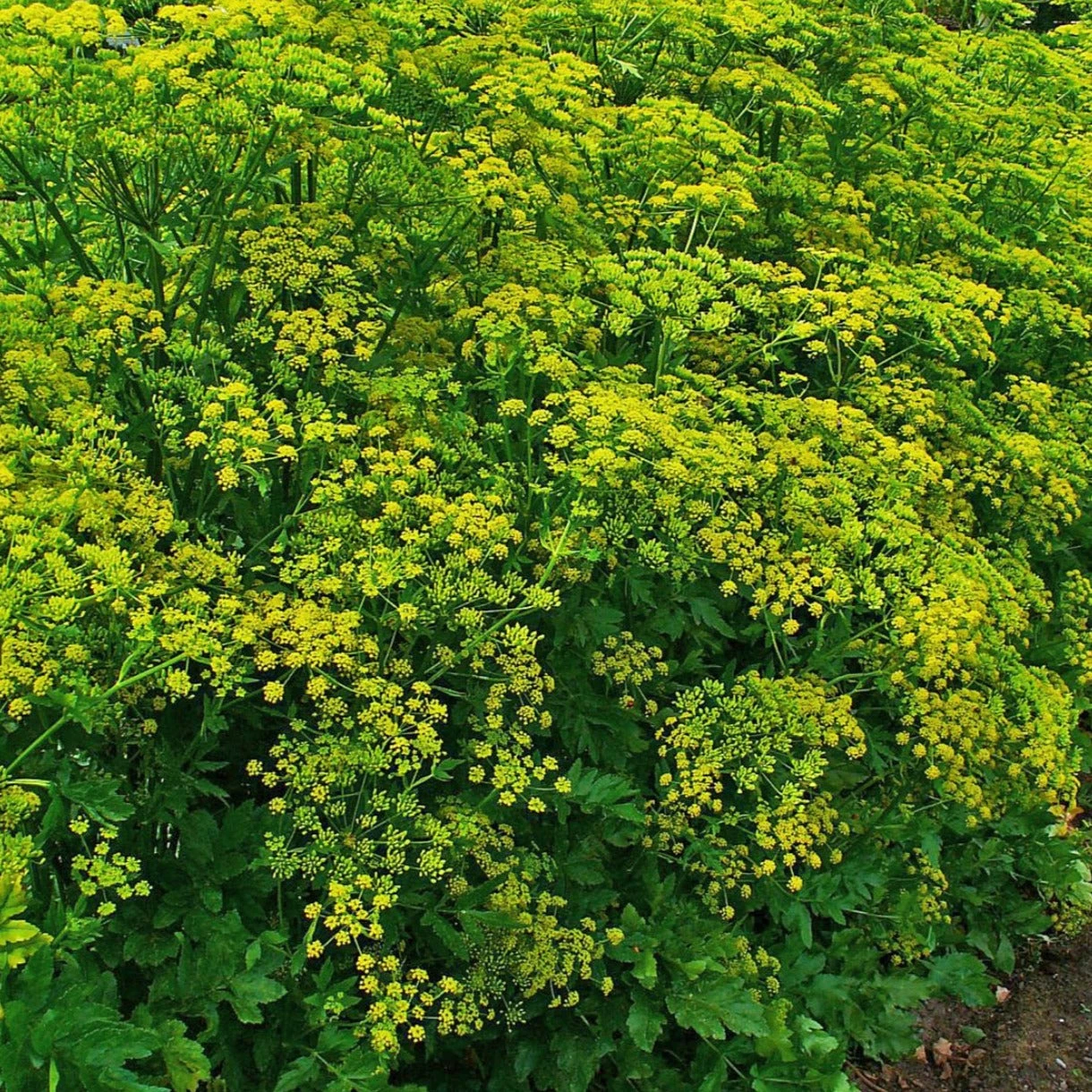 FuturePlanter Pastinak (Pastinaca Sativa) 8 FuturePlanter Pastinak (Pastinaca Sativa)