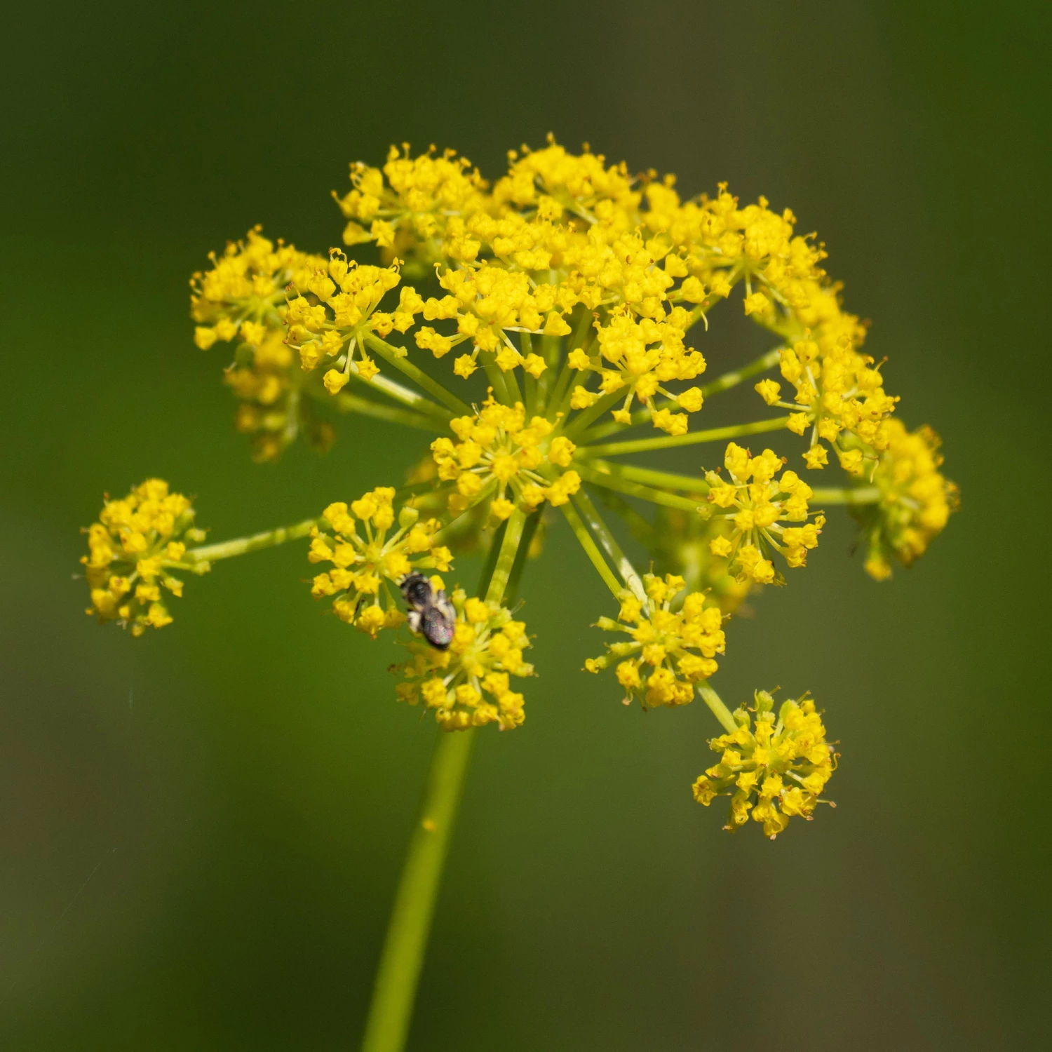 FuturePlanter Pastinak (Pastinaca Sativa) 1 FuturePlanter Pastinak (Pastinaca Sativa)