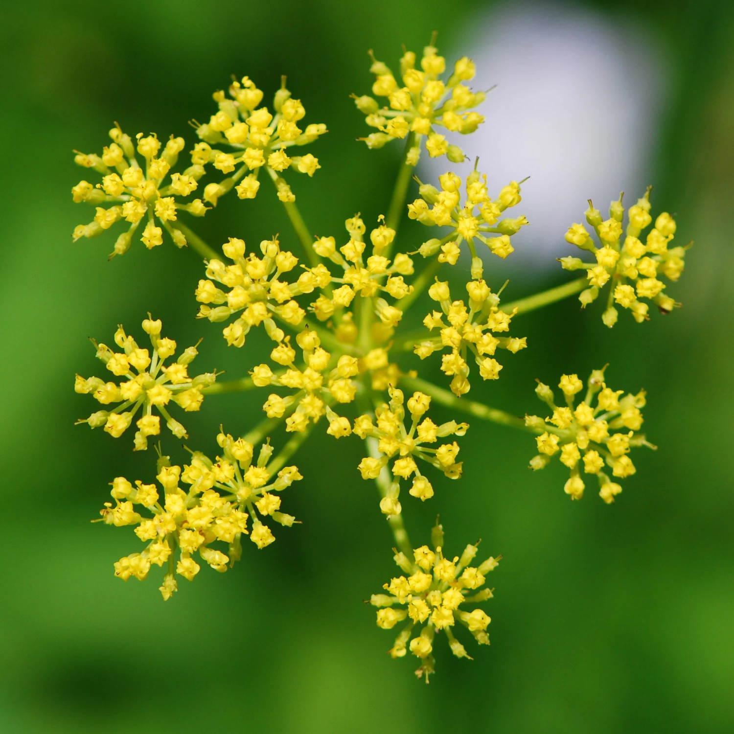 FuturePlanter Pastinak (Pastinaca Sativa) 2 FuturePlanter Pastinak (Pastinaca Sativa)