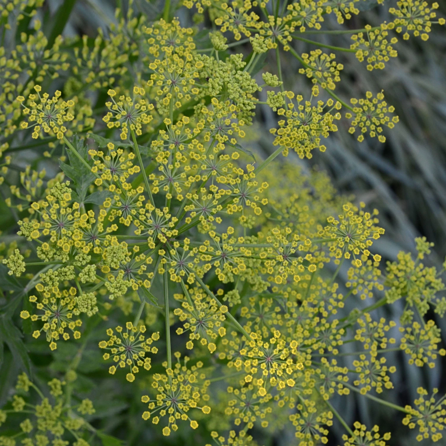 FuturePlanter Pastinak (Pastinaca Sativa) 7 FuturePlanter Pastinak (Pastinaca Sativa)