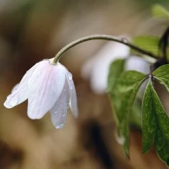 FuturePlanter Buschwindröschen (Anemone Nemorosa)