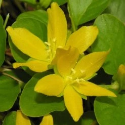 FuturePlanter Alle Pflanzen Im Shop Pfennigkraut (Lysimachia Nummularia)