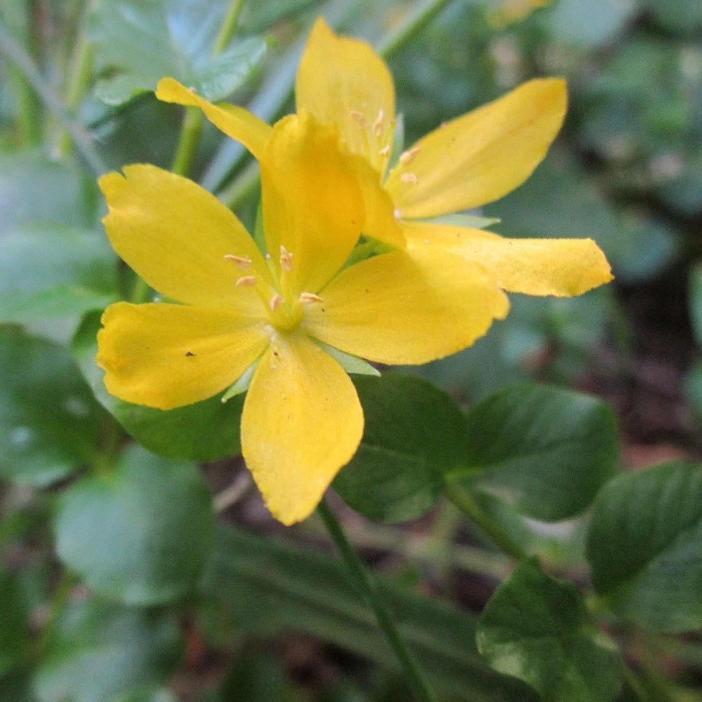 FuturePlanter Alle Pflanzen Im Shop Pfennigkraut (Lysimachia Nummularia) 2 FuturePlanter Alle Pflanzen Im Shop Pfennigkraut (Lysimachia Nummularia)