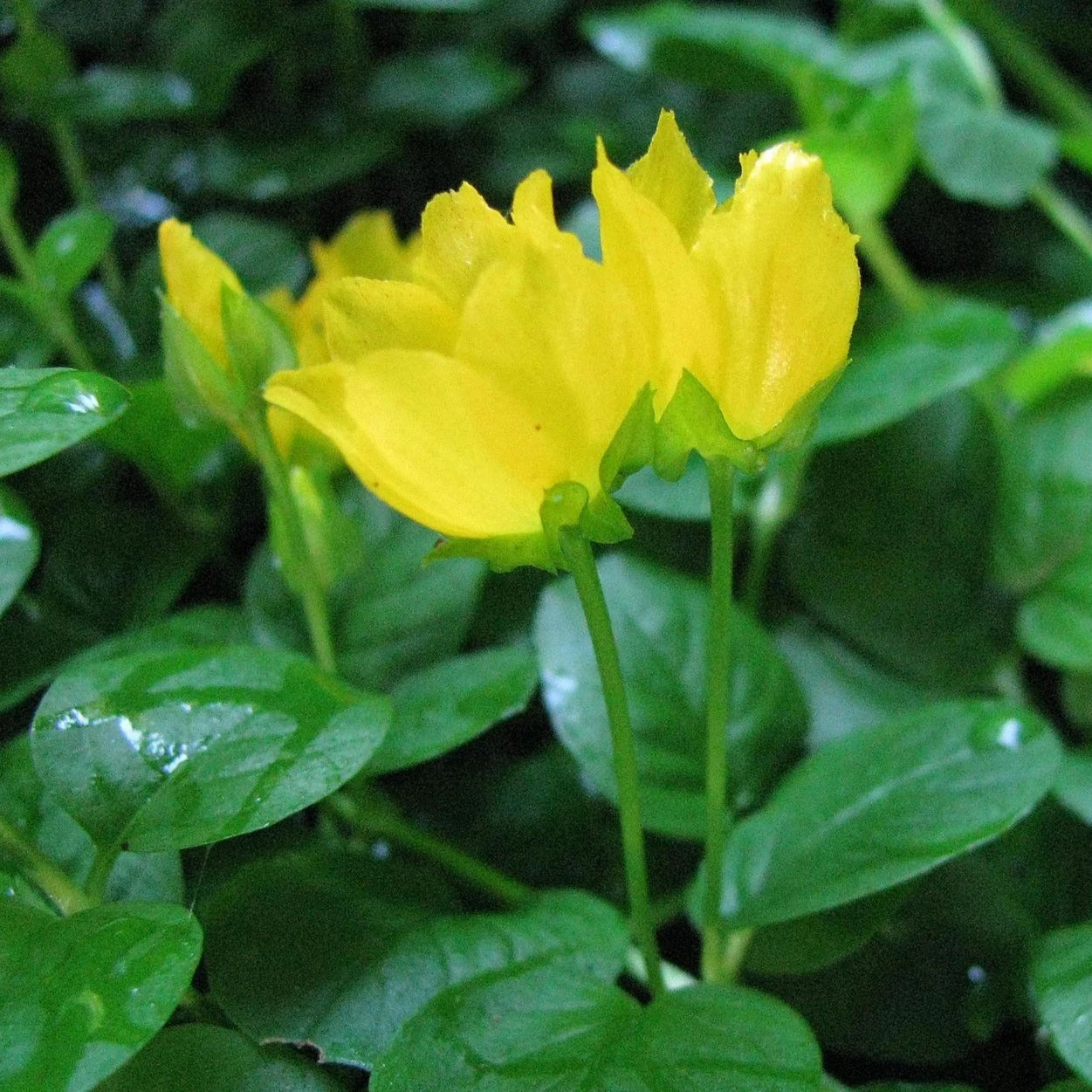 FuturePlanter Alle Pflanzen Im Shop Pfennigkraut (Lysimachia Nummularia) 6 FuturePlanter Alle Pflanzen Im Shop Pfennigkraut (Lysimachia Nummularia)