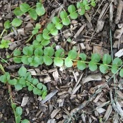 FuturePlanter Alle Pflanzen Im Shop Pfennigkraut (Lysimachia Nummularia) 15 FuturePlanter Alle Pflanzen Im Shop Pfennigkraut (Lysimachia Nummularia)