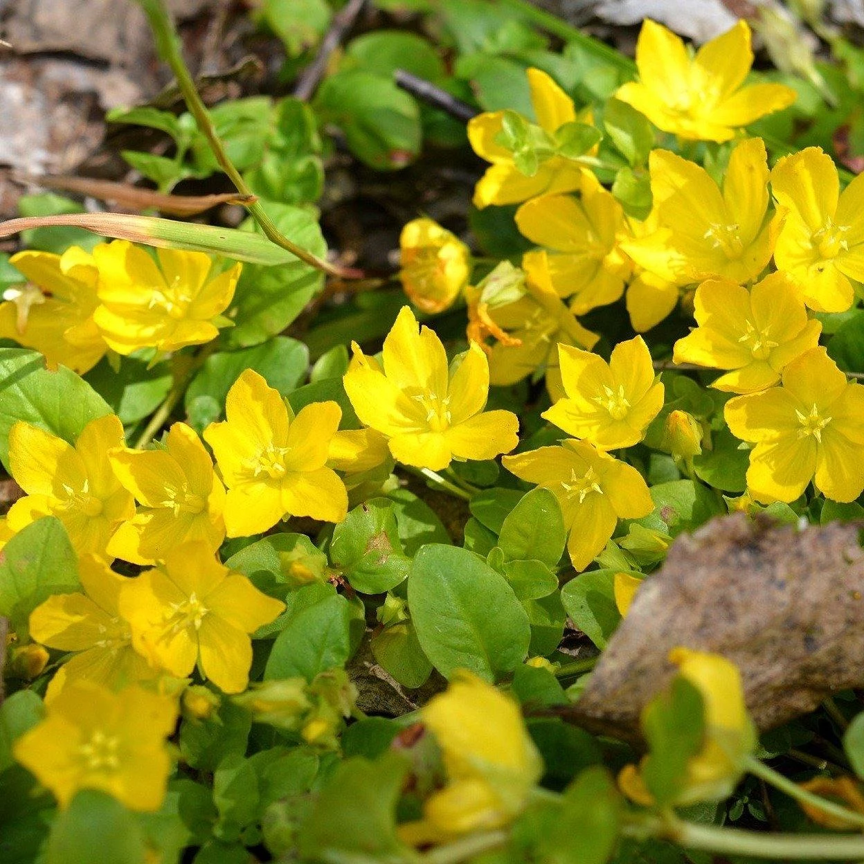 FuturePlanter Alle Pflanzen Im Shop Pfennigkraut (Lysimachia Nummularia) 3 FuturePlanter Alle Pflanzen Im Shop Pfennigkraut (Lysimachia Nummularia)