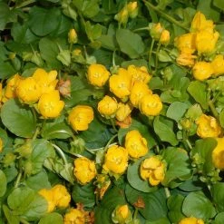 FuturePlanter Alle Pflanzen Im Shop Pfennigkraut (Lysimachia Nummularia) 11 FuturePlanter Alle Pflanzen Im Shop Pfennigkraut (Lysimachia Nummularia)