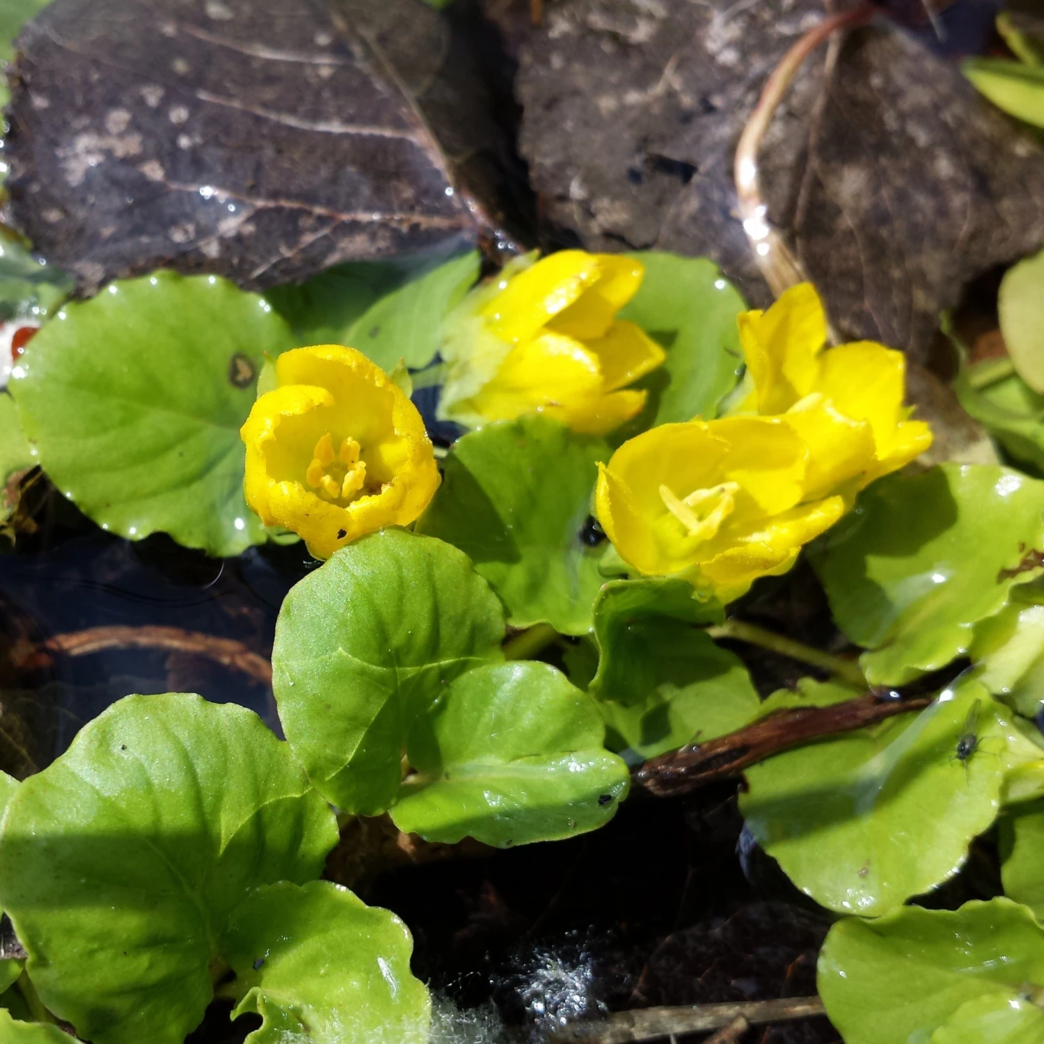 FuturePlanter Alle Pflanzen Im Shop Pfennigkraut (Lysimachia Nummularia) 5 FuturePlanter Alle Pflanzen Im Shop Pfennigkraut (Lysimachia Nummularia)