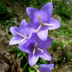FuturePlanter Alle Pflanzen Im Shop Pfirsichblättrige Glockenblume (Campanula Persicifolia)