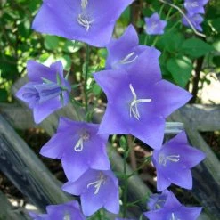 FuturePlanter Alle Pflanzen Im Shop Pfirsichblättrige Glockenblume (Campanula Persicifolia)