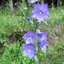 FuturePlanter Alle Pflanzen Im Shop Pfirsichblättrige Glockenblume (Campanula Persicifolia)