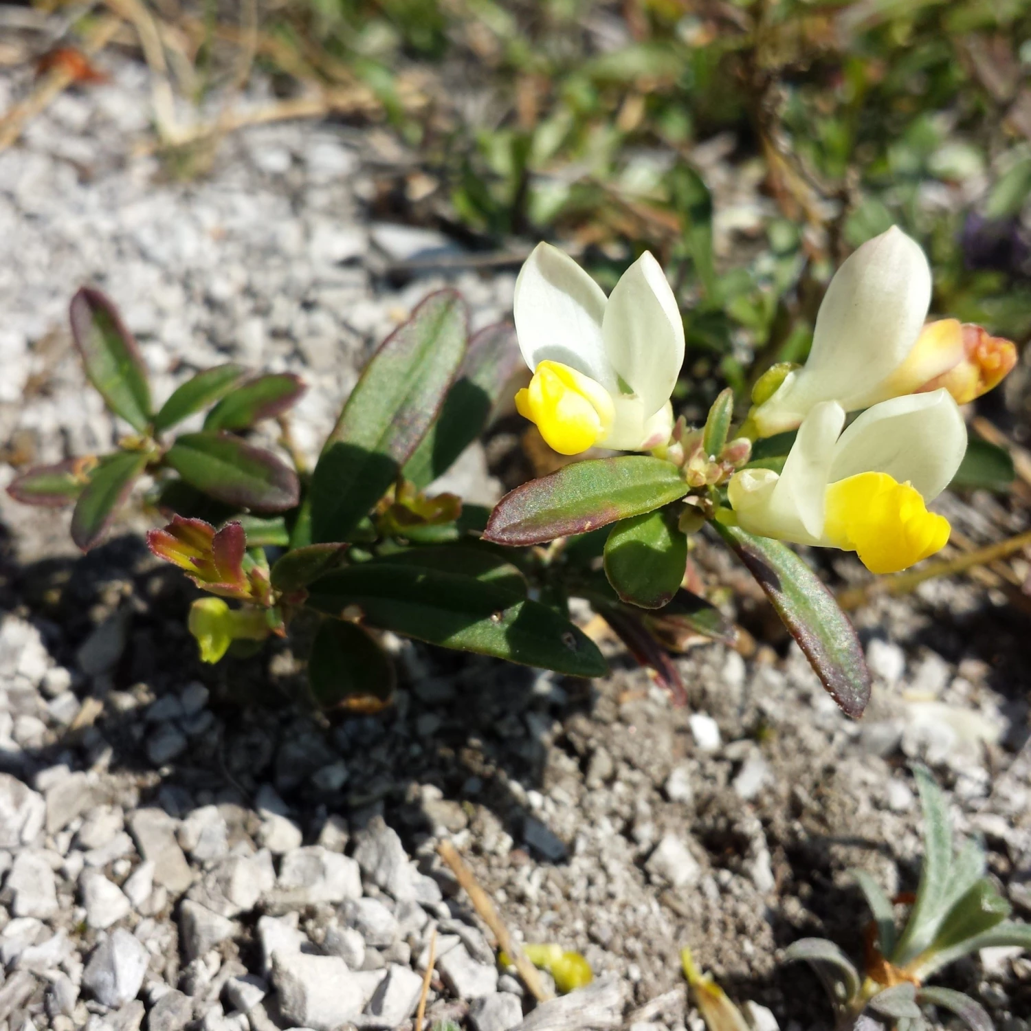 FuturePlanter Buchsblättrige Kreuzblume (Polygala Chamaebuxus) Alle Pflanzen Im Shop 4 FuturePlanter Buchsblättrige Kreuzblume (Polygala Chamaebuxus) Alle Pflanzen Im Shop