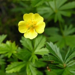 FuturePlanter Alle Pflanzen Im Shop Blutwurz (Potentilla Erecta)