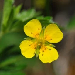 FuturePlanter Alle Pflanzen Im Shop Blutwurz (Potentilla Erecta)
