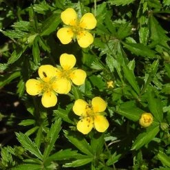 FuturePlanter Alle Pflanzen Im Shop Blutwurz (Potentilla Erecta)