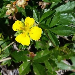 FuturePlanter Alle Pflanzen Im Shop Blutwurz (Potentilla Erecta)
