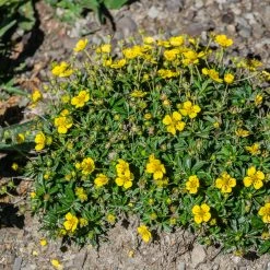 FuturePlanter Alle Pflanzen Im Shop Blutwurz (Potentilla Erecta)