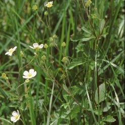 FuturePlanter Felsen-Fingerkraut (Potentilla Rupestris) Alle Pflanzen Im Shop