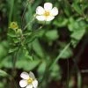 FuturePlanter Felsen-Fingerkraut (Potentilla Rupestris) Alle Pflanzen Im Shop