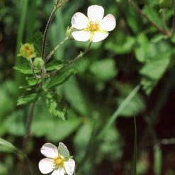 FuturePlanter Felsen-Fingerkraut (Potentilla Rupestris) Alle Pflanzen Im Shop