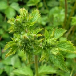 FuturePlanter Felsen-Fingerkraut (Potentilla Rupestris) Alle Pflanzen Im Shop