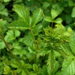 FuturePlanter Felsen-Fingerkraut (Potentilla Rupestris) Alle Pflanzen Im Shop