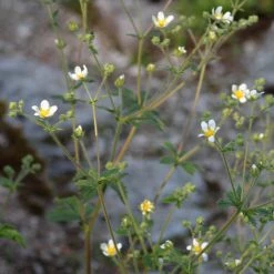 FuturePlanter Felsen-Fingerkraut (Potentilla Rupestris) Alle Pflanzen Im Shop