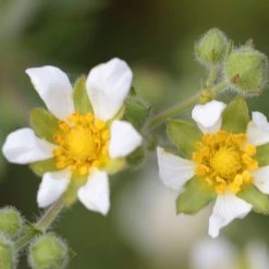 FuturePlanter Felsen-Fingerkraut (Potentilla Rupestris) Alle Pflanzen Im Shop