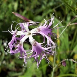 FuturePlanter Alle Pflanzen Im Shop Pracht-Nelke (Dianthus Superbus)