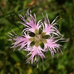 FuturePlanter Alle Pflanzen Im Shop Pracht-Nelke (Dianthus Superbus)