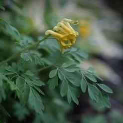 FuturePlanter Gelber Lerchensporn (Corydalis Lutea) Alle Pflanzen Im Shop