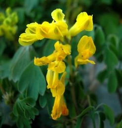 FuturePlanter Gelber Lerchensporn (Corydalis Lutea) Alle Pflanzen Im Shop