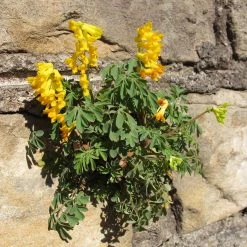 FuturePlanter Gelber Lerchensporn (Corydalis Lutea) Alle Pflanzen Im Shop