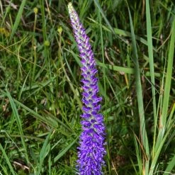 FuturePlanter Ähriger Ehrenpreis (Pseudolysimachion Spicatum)
