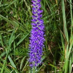 FuturePlanter Ähriger Ehrenpreis (Pseudolysimachion Spicatum)